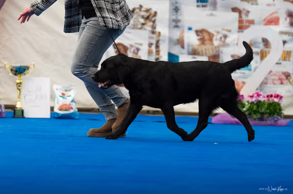 For Pets Cup – DOSPĚLÝ