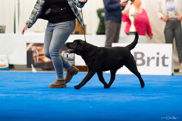 For Pets Cup – DOSPĚLÝ