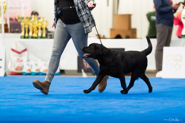 For Pets Cup – DOSPĚLÝ
