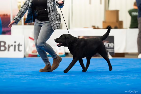 For Pets Cup – DOSPĚLÝ