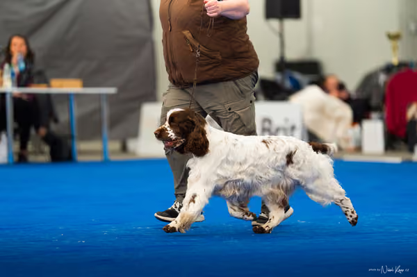 For Pets Cup – DOSPĚLÝ