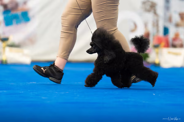 For Pets Cup – DOSPĚLÝ