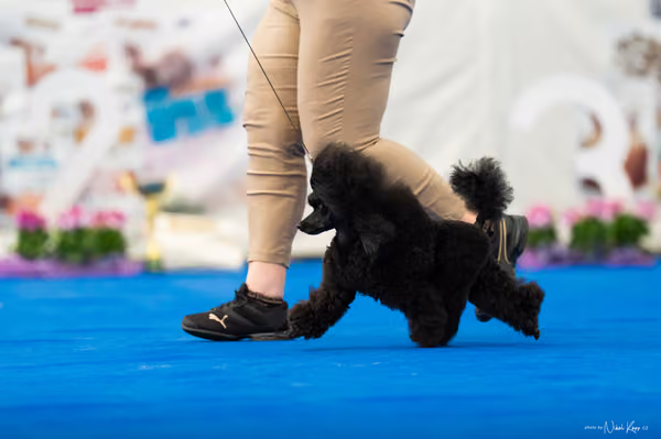 For Pets Cup – DOSPĚLÝ