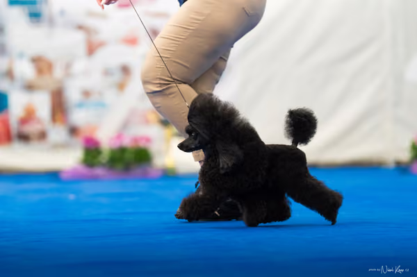 For Pets Cup – DOSPĚLÝ