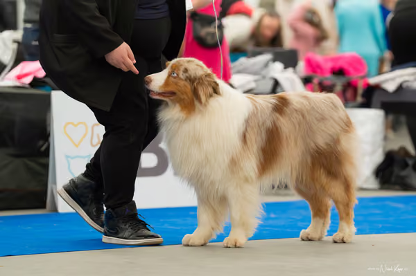 For Pets Cup — DSC00066
