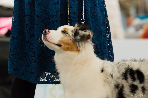 For Pets Cup – KRUH 9