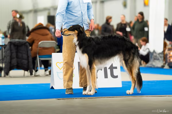 For Pets Cup — DSC00901