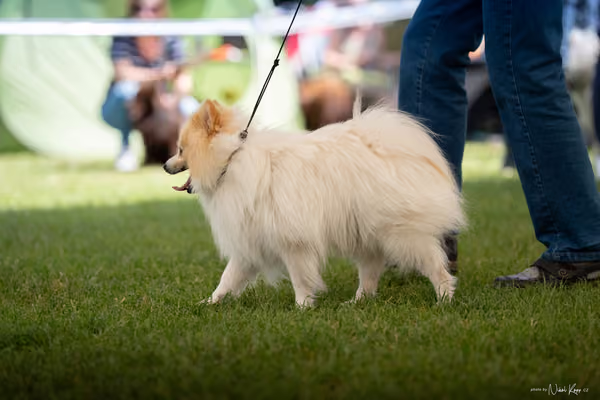 Klubová výstava KCHŠ — SOBOTA - KCHŠ – 30. května 2026