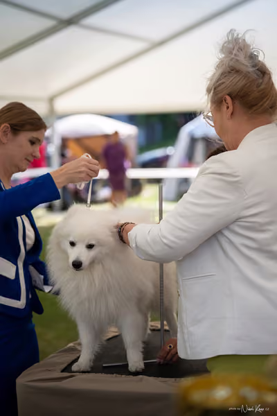 Klubová výstava KCHŠ — NEDĚLE - KCHŠ – 31. května 2026