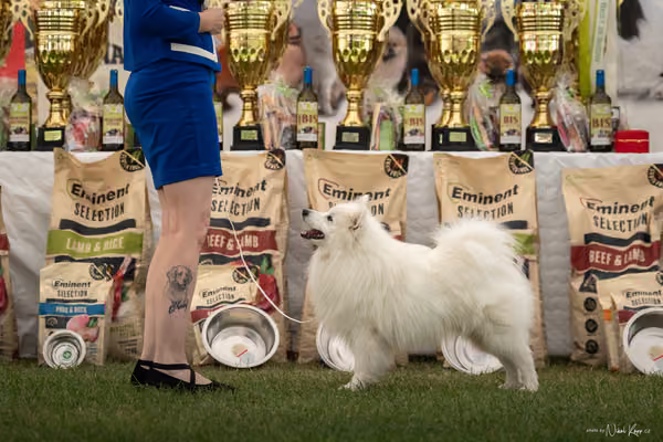 Klubová výstava KCHŠ — NEDĚLE - KCHŠ – 31. května 2026