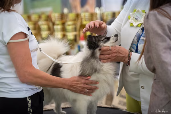 Klubová výstava KCHŠ — NEDĚLE - KCHŠ – 31. května 2026