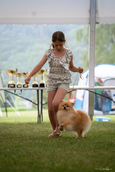 Klubová výstava KCHŠ — NEDĚLE - KCHŠ – 31. května 2026