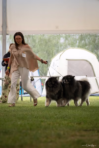 Klubová výstava KCHŠ — NEDĚLE - KCHŠ – 31. května 2026