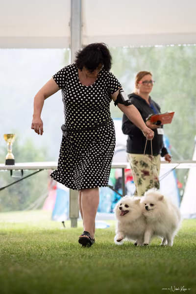 Klubová výstava KCHŠ — NEDĚLE - KCHŠ – 31. května 2026