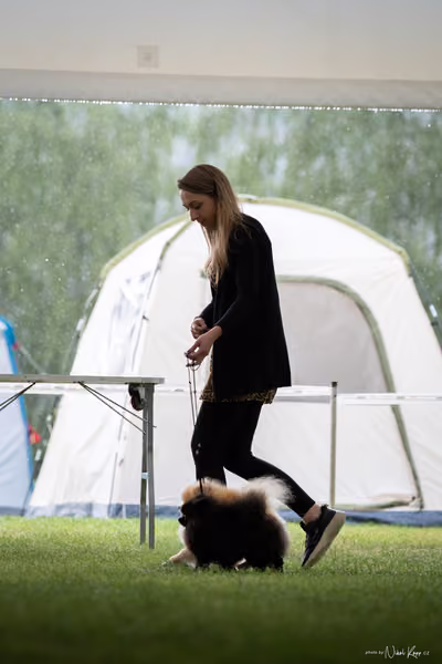 Klubová výstava KCHŠ — NEDĚLE - KCHŠ – 31. května 2026