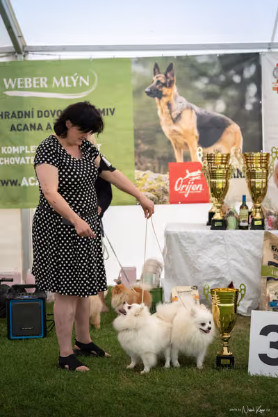 Klubová výstava KCHŠ — NEDĚLE - KCHŠ – 31. května 2026