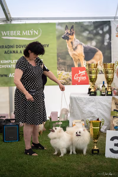 Klubová výstava KCHŠ — NEDĚLE - KCHŠ – 31. května 2026