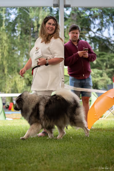 Klubová výstava KCHŠ — NEDĚLE - KCHŠ – 31. května 2026