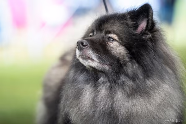 Klubová výstava KCHŠ — NEDĚLE - KCHŠ – 31. května 2026