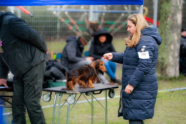 Oblastní výstava s OKV jezevčíků - Provodovice – KRUH 6