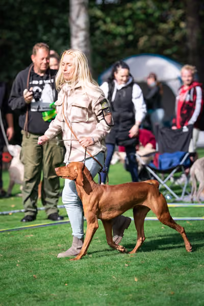 Krajská Hubertská výstava - Provodovice – KRUH 4