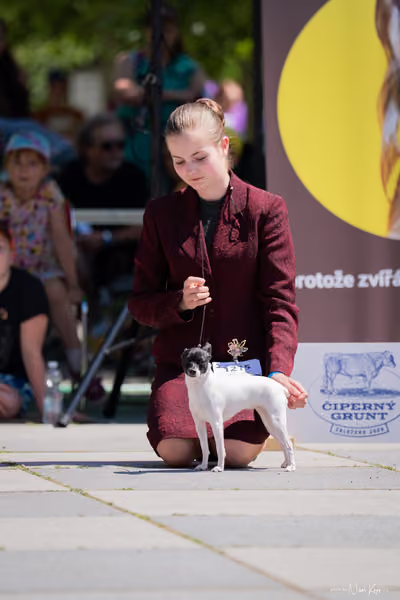 Florinka Olomouc — Krajská výstava – JH2