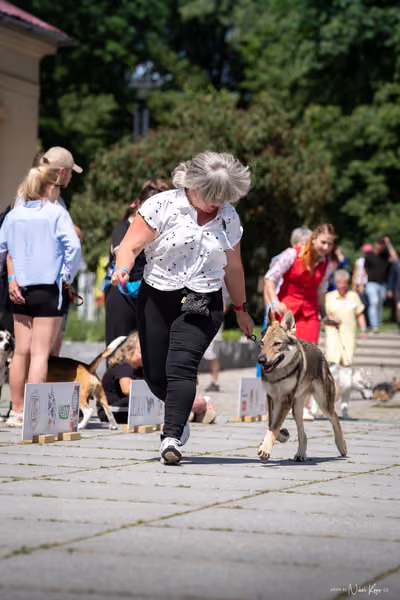 Florinka Olomouc — Krajská výstava – ŠTĚNĚ