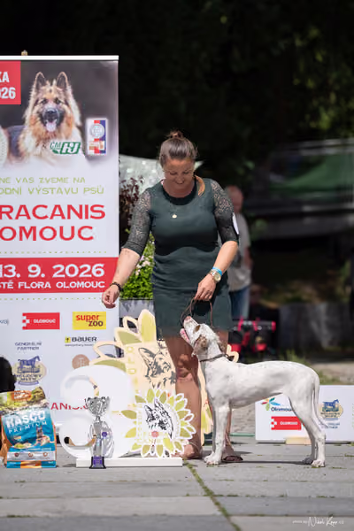 Florinka Olomouc — Krajská výstava – ŠTĚNĚ