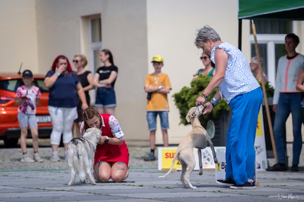 Florinka Olomouc — Krajská výstava – ŠTĚNĚ