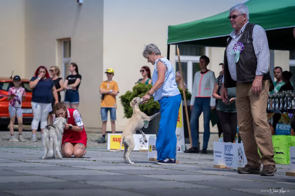 Florinka Olomouc — Krajská výstava – ŠTĚNĚ