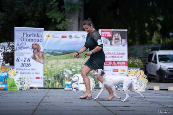 Florinka Olomouc — Krajská výstava – ŠTĚNĚ