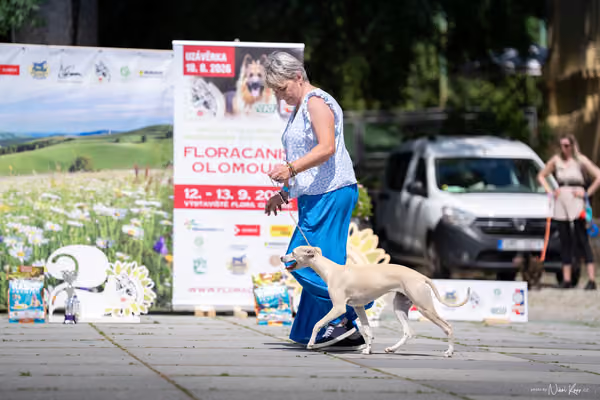Florinka Olomouc — Krajská výstava – ŠTĚNĚ