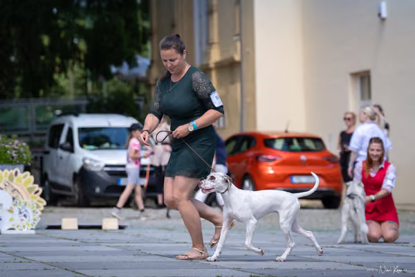 Florinka Olomouc — Krajská výstava – ŠTĚNĚ