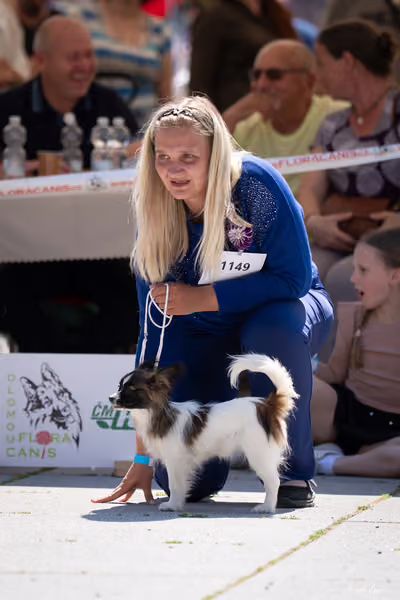Florinka Olomouc — Krajská výstava – ŠTĚNĚ