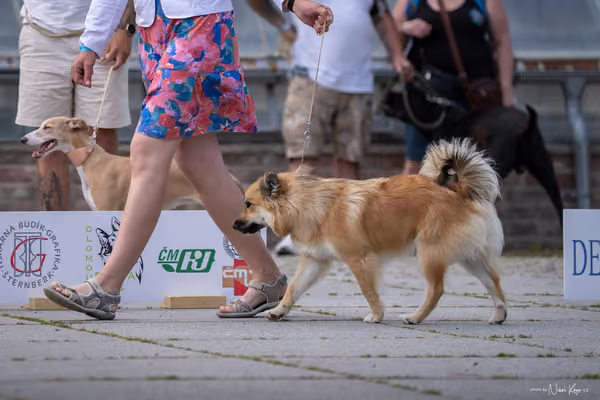 Florinka Olomouc — Krajská výstava – 7. června 2026