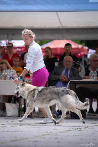 Florinka Olomouc — Krajská výstava – 7. června 2026