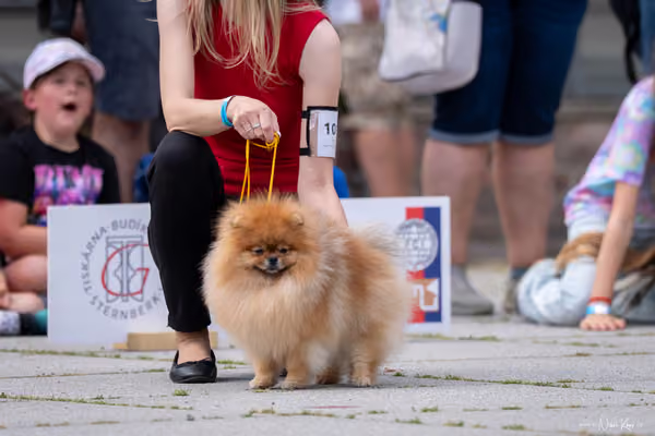 Florinka Olomouc — Krajská výstava – 7. června 2026