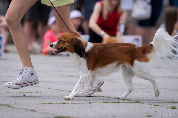 Florinka Olomouc — Krajská výstava – 7. června 2026