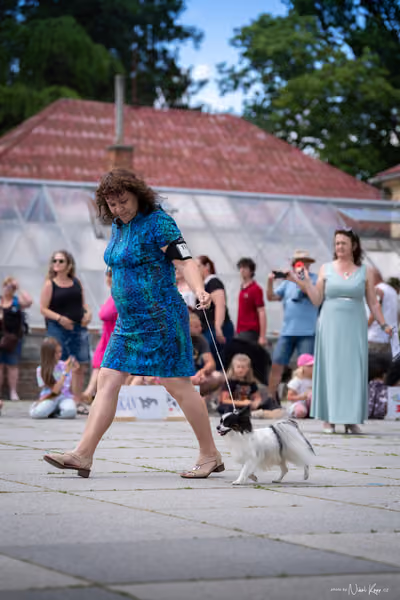 Florinka Olomouc — Krajská výstava – 7. června 2026