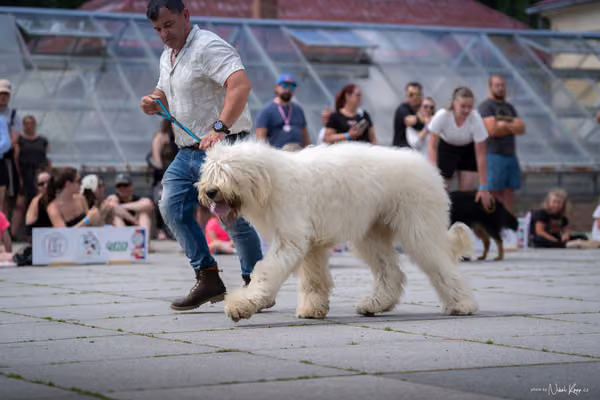Florinka Olomouc — Krajská výstava – 7. června 2026