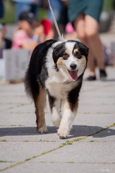 Florinka Olomouc — Krajská výstava – 7. června 2026
