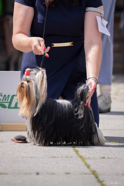 Florinka Olomouc — Krajská výstava – 7. června 2026