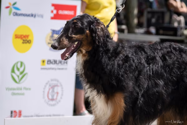 Florinka Olomouc — Krajská výstava – 7. června 2026