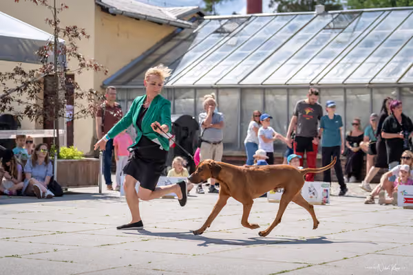 Florinka Olomouc — Krajská výstava – 7. června 2026
