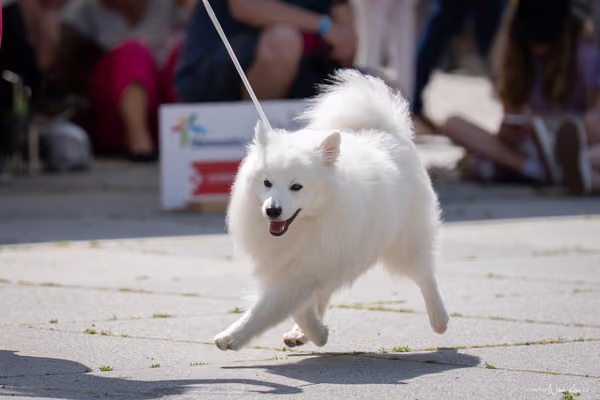 Florinka Olomouc — Krajská výstava – 7. června 2026