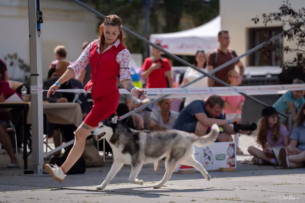 Florinka Olomouc — Krajská výstava – 7. června 2026