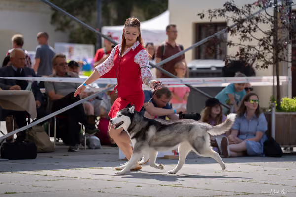 Florinka Olomouc — Krajská výstava – 7. června 2026