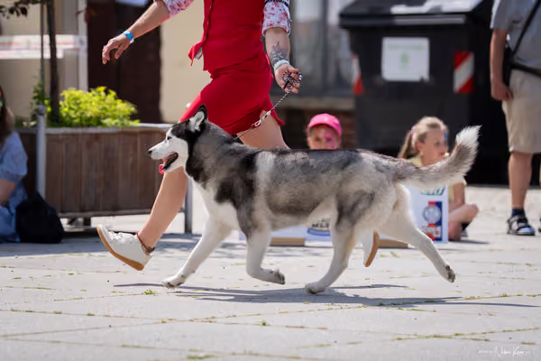 Florinka Olomouc — Krajská výstava – 7. června 2026