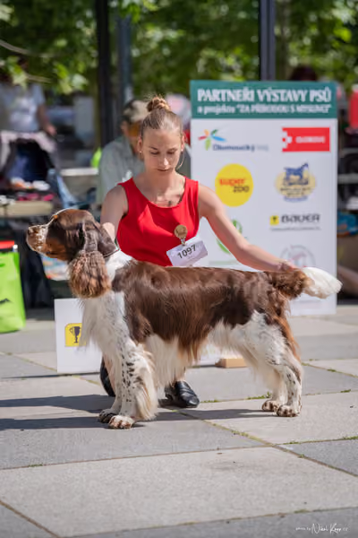 Florinka Olomouc — Krajská výstava – 7. června 2026