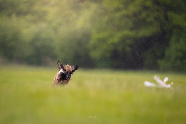 Afghan Hound - Females — DSC09801
